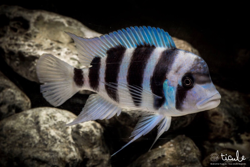 Cyphotilapia gibberosa 'Cape Mpimbwe'